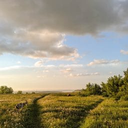 A grassy meadow.