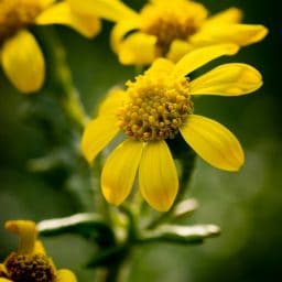 Yellow flowers.