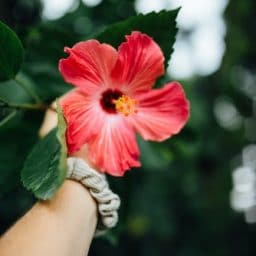 A red flower being held outside.