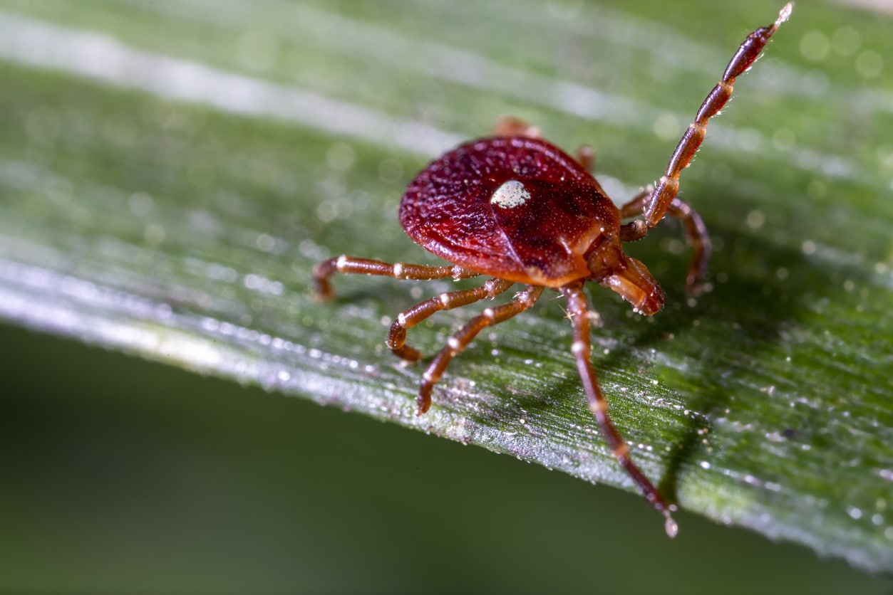 Lonestar tick closeup.